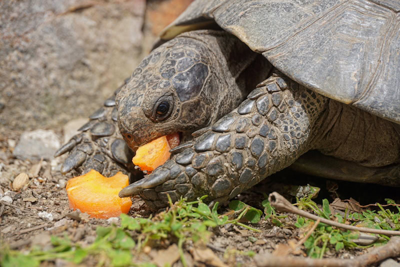 Tortoise eating